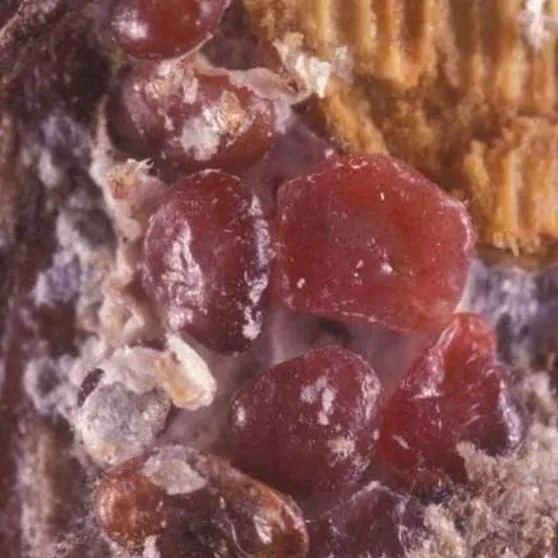 thumbnail for publication: Red Date Scale, Phoenicococcus marlatti (Cockerell) (Insecta: Hemiptera: Phoenicoccidae)